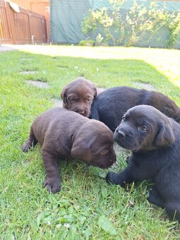 Labrador šteniatka - 10