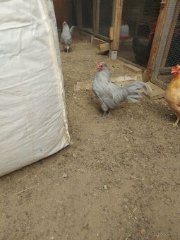 Predám mladých kohútov araucana levanduľových - 10