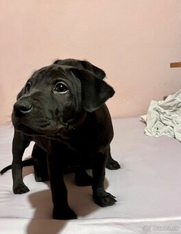 Steniatka labradora - 10