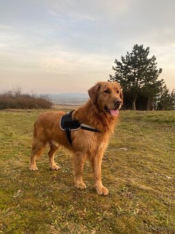 Zlatý retriever šteniatka - 10