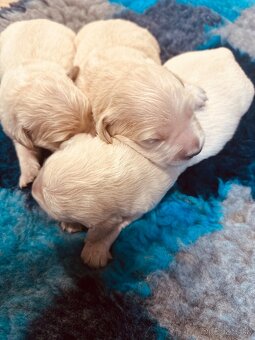 Zlaty retriever Golden retriever šteniatka s pp - 10