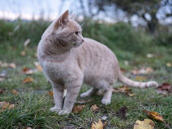 Fujifilm GFX 50R + 4 baterie - 10