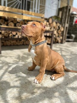American bully XL - 10