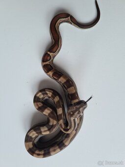 Veľhad Královský-Boa Constrictor tohto ročné - 10
