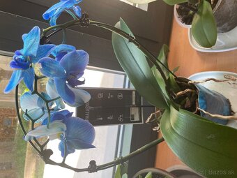 MONSTERA + INE KVETY IZBOVE - 10