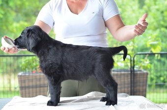 Flat Coated Retriever - štěniatka s PP - 10