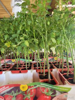 Predám planty stále 90% skladom plant - 10