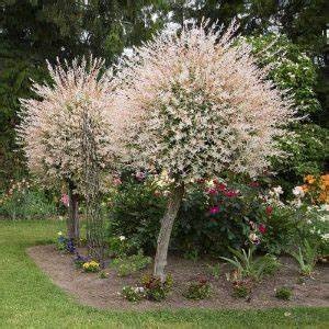 𝗧𝗢𝗣❗Japonska vrba,strom, ktory meni farbu,Salix Integra❗ - 10