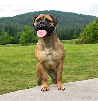 Šteniatka Bullmastiff - 10