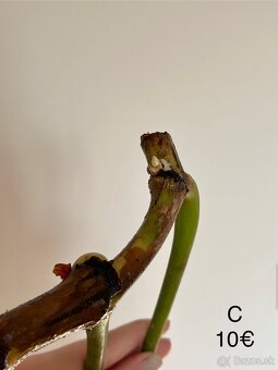 Philodendron Gloriosum odrezky - 10