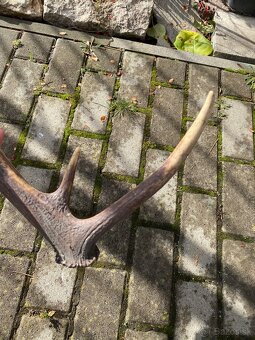 Jelenie zhody/parohy 55cm - 10