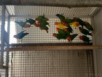 Agapornis fischeri - 10