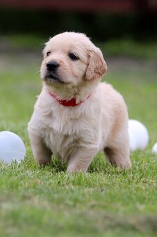 Zlatý retriever/ Golden retriever - 10