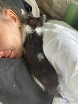 1/2 Mainská mývalia mačka/kocúr (Maine Coon) - 10