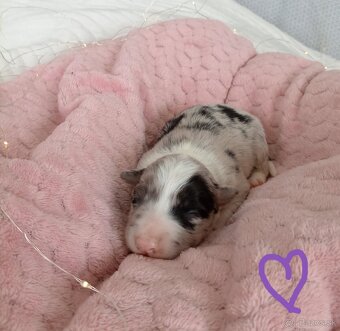 Border kólia s PP - 10