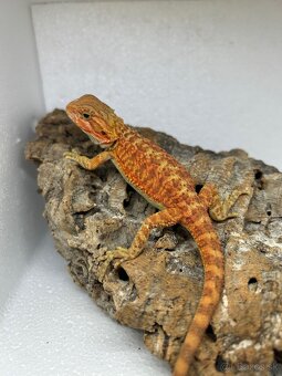 Agama bradatá - 10