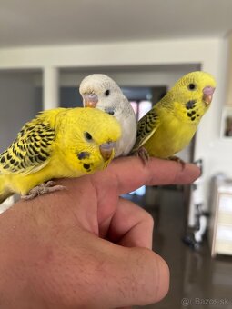 Andulka mlada Maznačik - 10