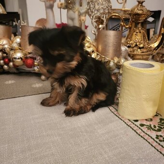 Yorkshirsky terier mini - 10