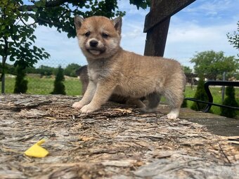 Shiba inu - 10