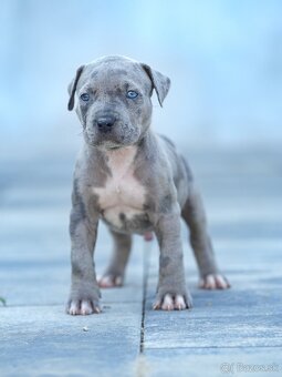American bully xl, pitbull xxl - 10