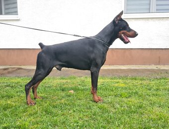 KUPIROVANÉ ŠTENIATKA DOBERMANA S PP FCI - 10