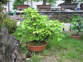 bonsai,bonsaj-hrab 11 - 10