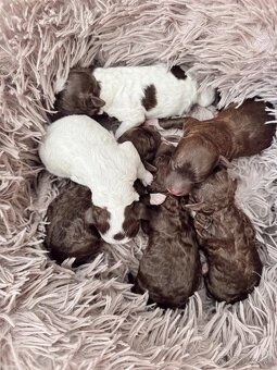 Lagotto Romagnolo s PP - 10