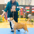 Bull terrier / Bullterier / Bulteriér šteniatka s PP - 10