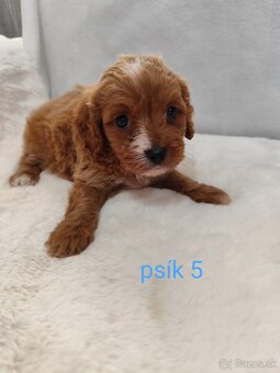 Cavapoo - 10