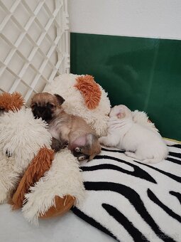 Čivava dlhosrstá, chihuahua, Solubist Dog KENNEL 💙💙 2 boy - 10