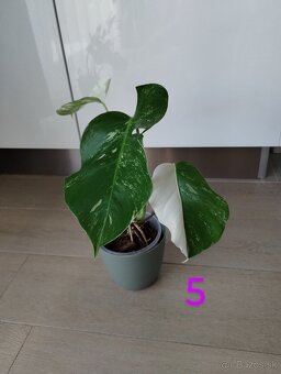 Monstera albo variegata - 10