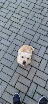 Darujem steniatko - 10