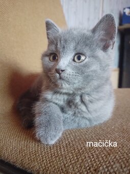 Predám britské mačiatká - 10