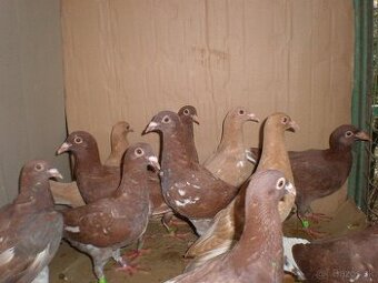 Predám poštové holuby Meulemans - 10