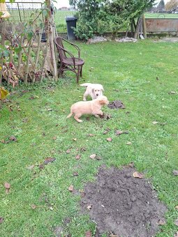 Zlaty retriever - 10