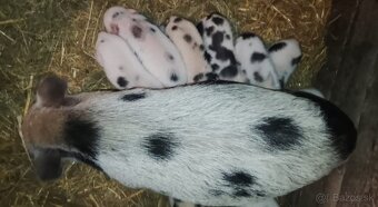 Gottingenske miniprasiatka - 10