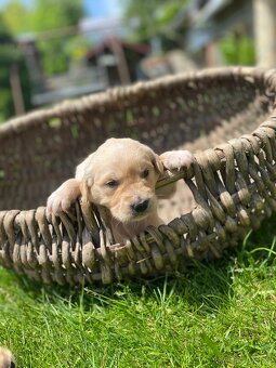 Zlatý Retriever - 10