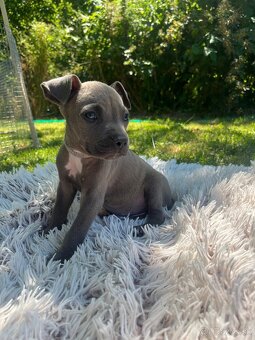 Americký stafordšírsky teriér - Amstaff - 10