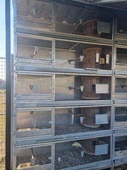 Voliéry..Klietky.Zajačník - 10