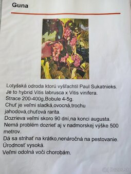 Predám sadenice viniča - 10