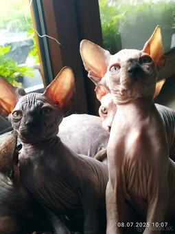 Kanadský sphynx - 10