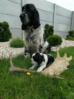 Šteniatko anglicky springer španiel - 10