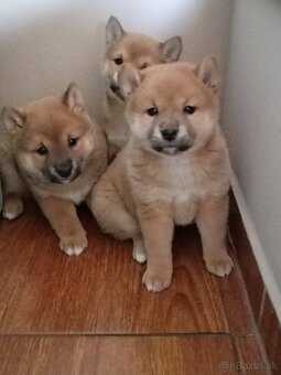 Predám šteniatka Shiba inu - 10