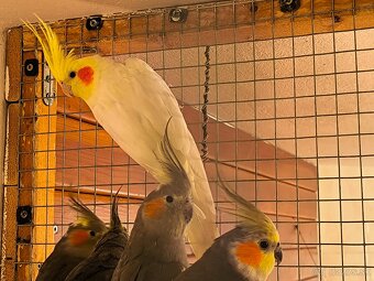 korely výstavný typ - 10