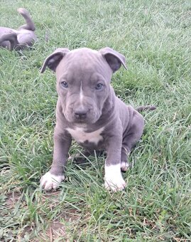 Šteniatka - Americký stafordšírsky teriér (Amstaff, Staford) - 10
