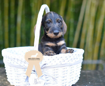 Jazvečík hrubosrstý trpasličí - králičí s PP - 10