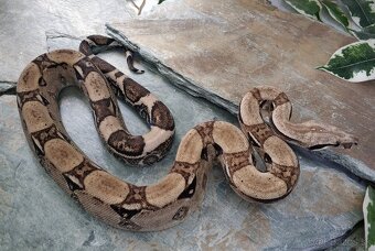 Boa imperator - Anery, Motley, IMG 50% het Sharp Albino - 10
