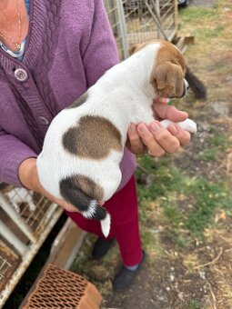 Jack Russell Terrier - 10