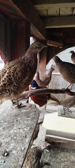 Bažant poľný - 10