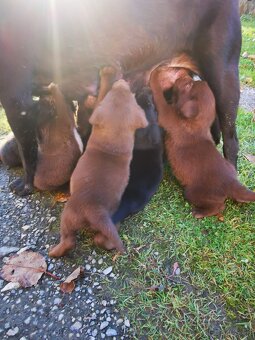 Šteniatka Labrador - 10